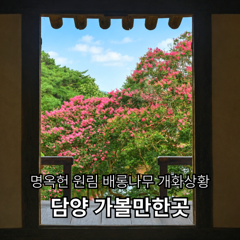 담양 가볼만한곳 | 명옥헌 원림 배롱나무 개화상황 주차 당일치기 여행