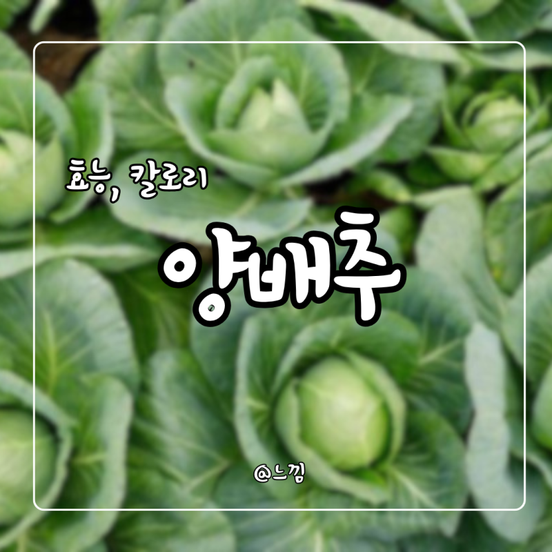 양배추 효능 칼로리 부작용 적양배추 효능