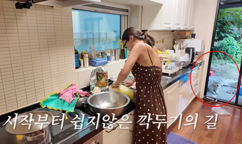 이 더위에 강아지를?... 황정음 일상 공개 후 갑자기 논란
