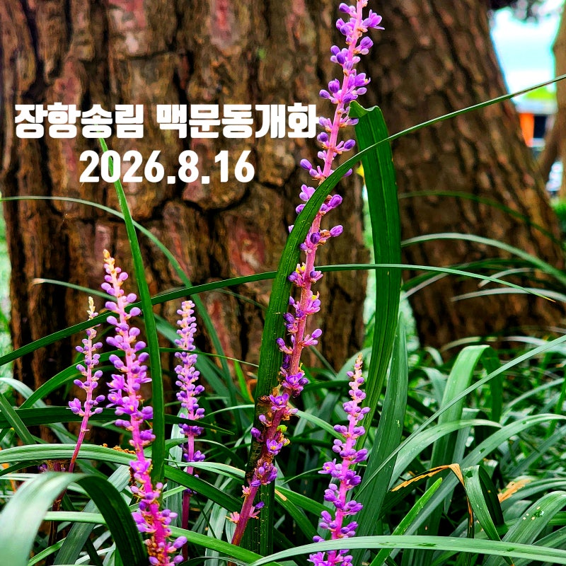 〔충남장항〕서천 장항 맥문동 실시간 개화상태 26.8.16-장항 송림산림욕장 맥문동-장항스카....