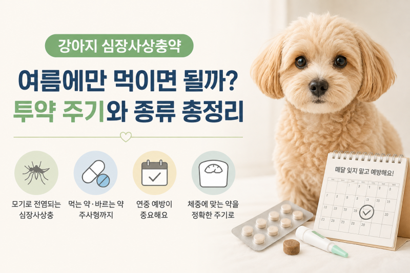 강아지 심장사상충약, 여름에만 먹이면 될까? 꼭 알아둘 투약 주기