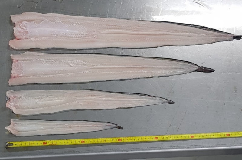 바다장어 1kg 몇 마리?