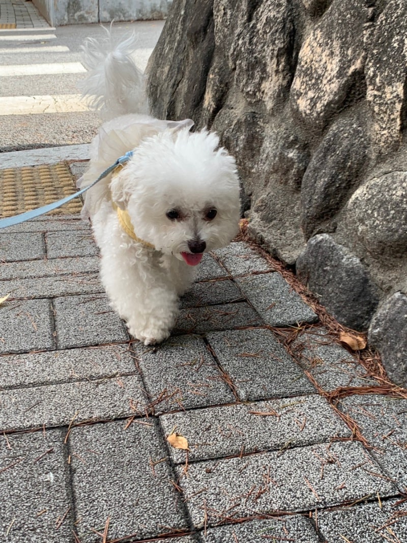 강아지 옴 진드기 증상 / 사람한테 전염 되나요?