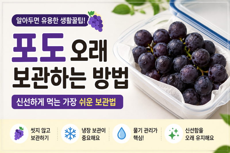 포도 오래 보관하는 방법｜신선하게 먹는 가장 쉬운 보관법