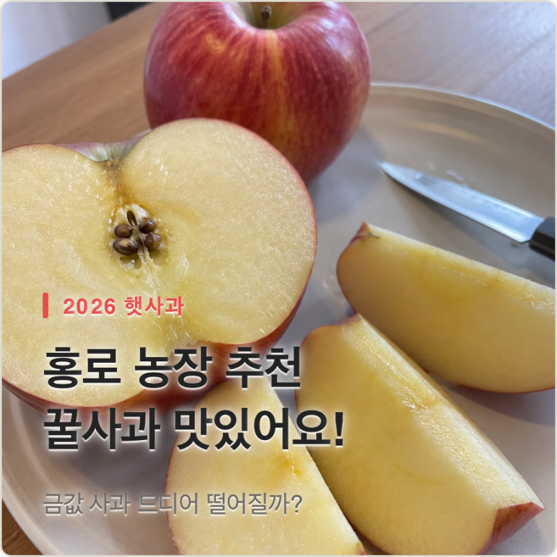 금값 사과 드디어 떨어질까? 2026 홍로 햇사과 출하시기 및 가격 전망