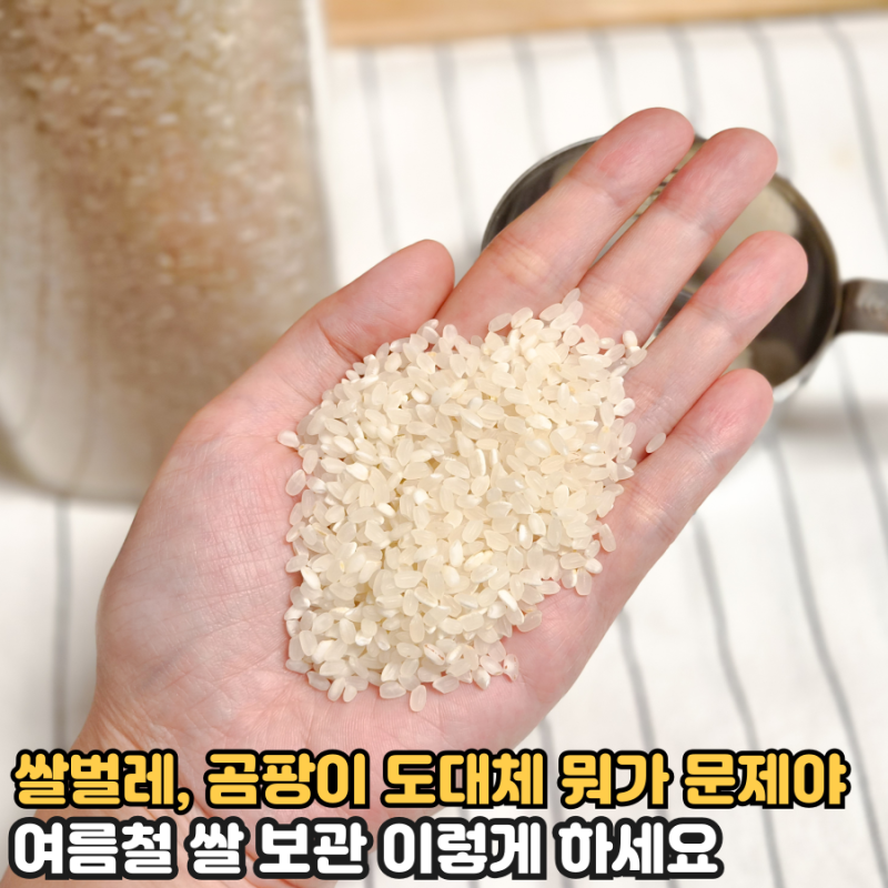 쌀 10kg 사놓고 버리지 않으려면? 여름철 쌀 보관법