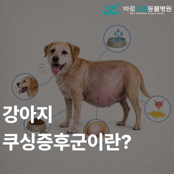 강아지 쿠싱증후군(부신피질기능항진증), 증상부터 진단과 치료까지
