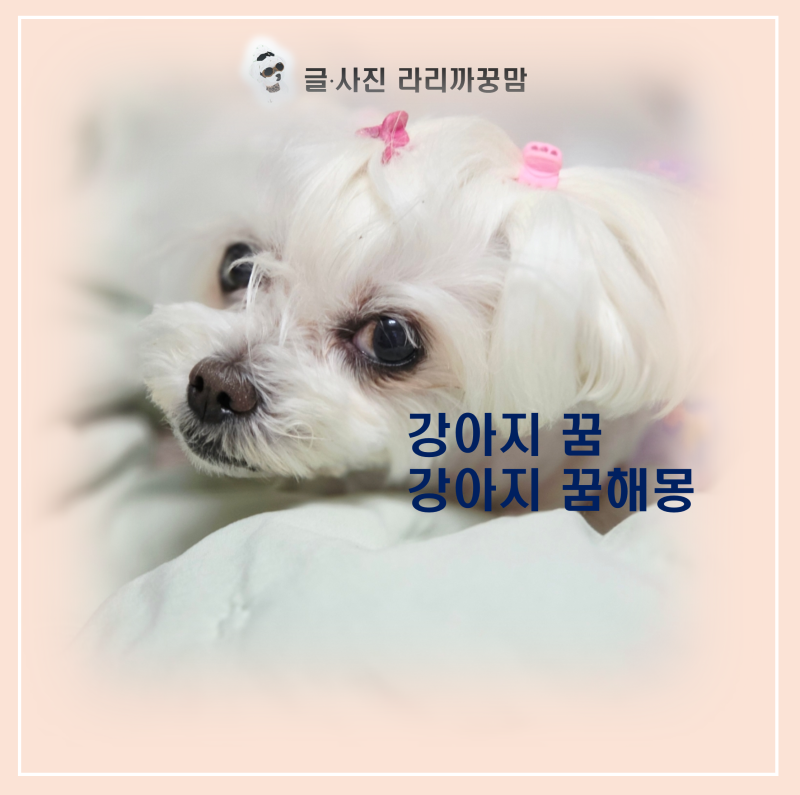 강아지 꿈 해몽 총정리｜강아지가 나오는 꿈은 어떤 의미일까?