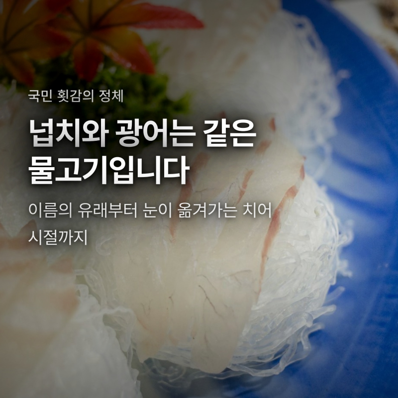 넙치와 광어, 왜 이름이 두 개일까? 눈이 옮겨가는 치어 시절 이야기