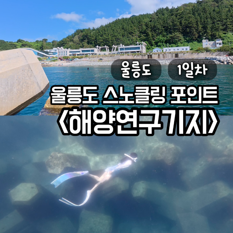 울릉도 스노클링 추천｜해양연구기지 프리다이빙 후기 + 8월 울릉도 바다 시야와 뿔소라