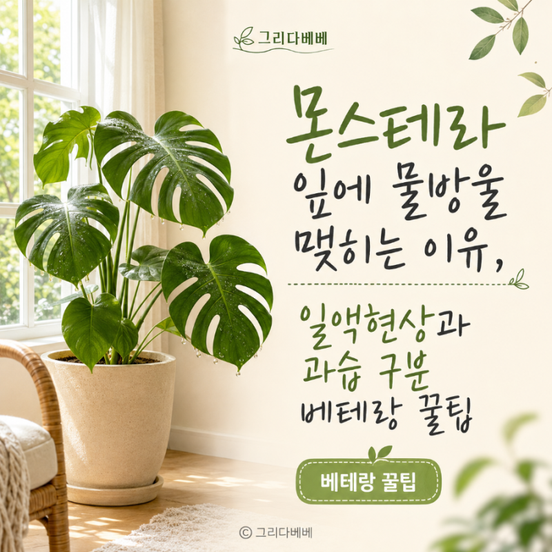 몬스테라 잎에 물방울 맺히는 이유, 일액현상과 과습 구분 베테랑 꿀팁