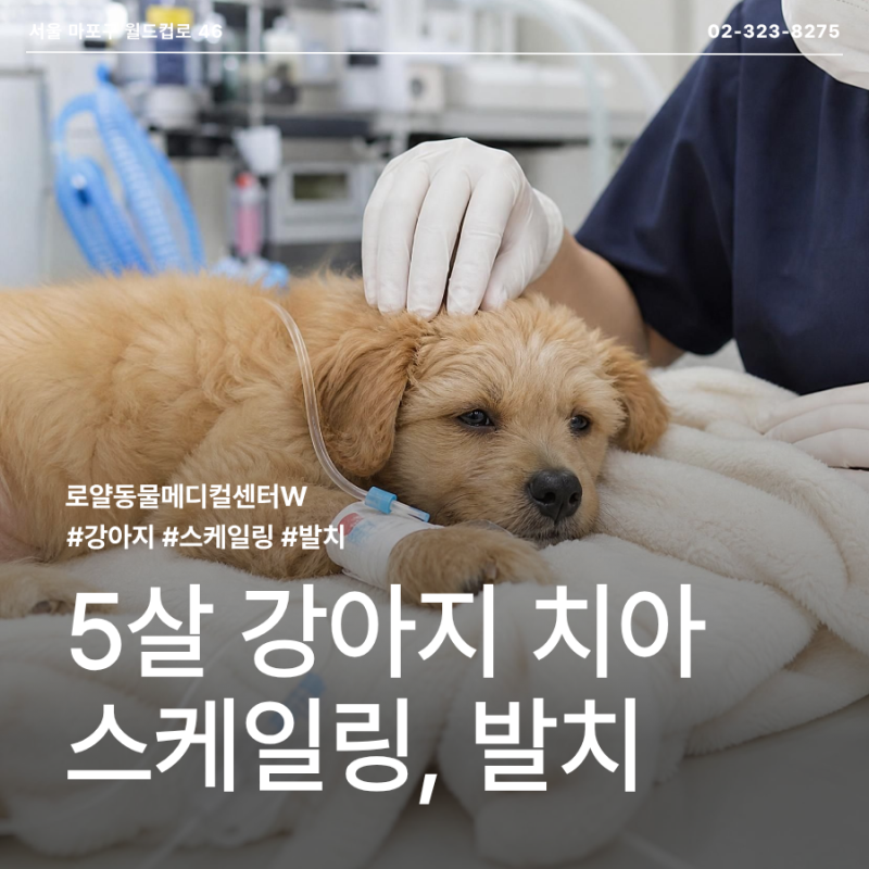 5살 강아지 치아(이빨) 발치, 벌써 해야 할까요? 스케일링부터 발치 후 관리까지