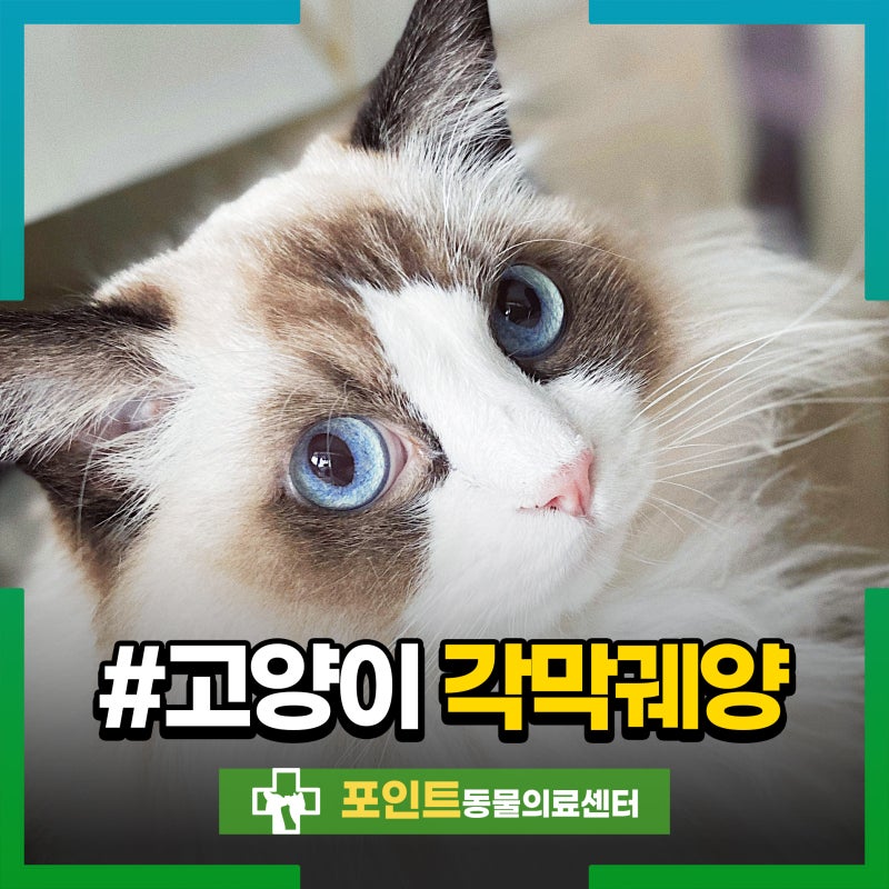 고양이 각막궤양, 난치성으로 회복이 어려울 때 적용할 수 있는 치료 방법은?