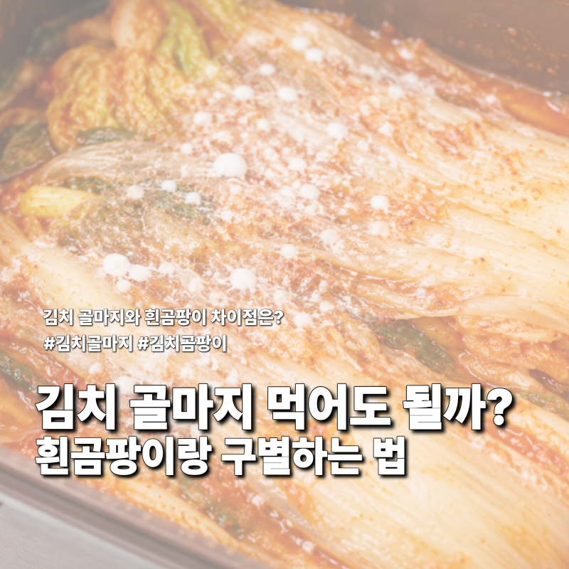 김치 골마지 먹어도 될까? 김치 흰곰팡이와 구별하는 법