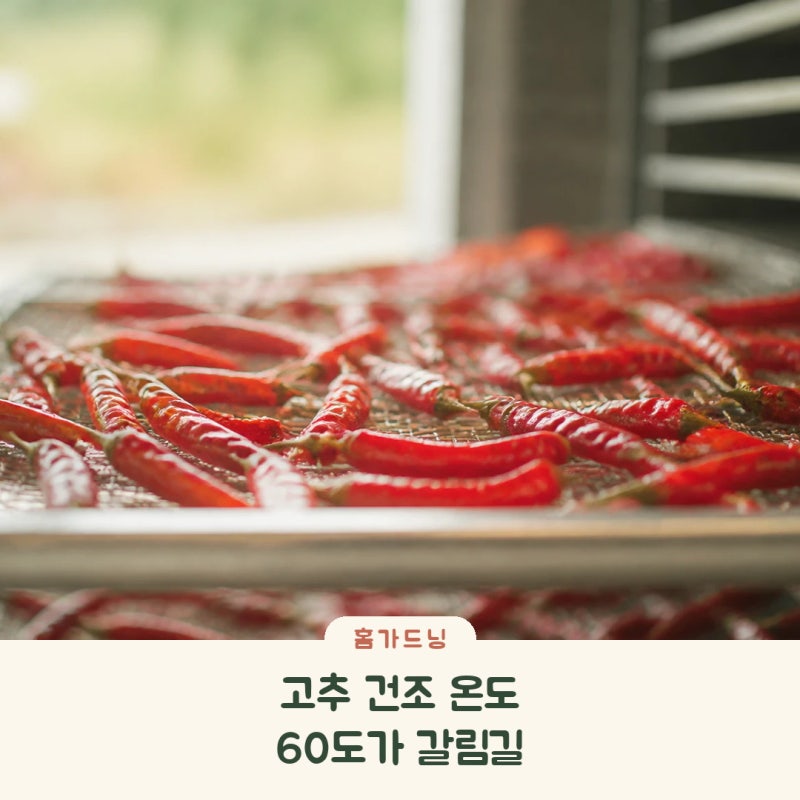 고추 건조 온도 이렇게 맞춰야 빨갛고 예쁘게 잘 말라요