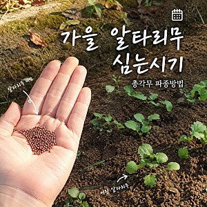 가을 알타리무 심는시기 총각무 파종부터 수확 방법