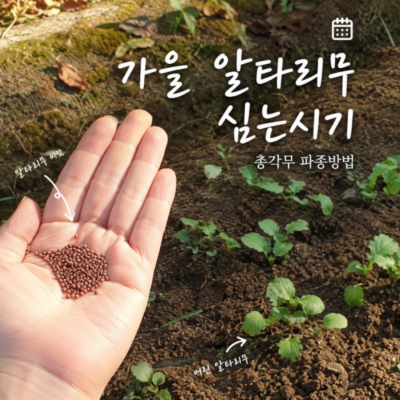 가을 알타리무 심는시기 총각무 파종부터 수확 방법
