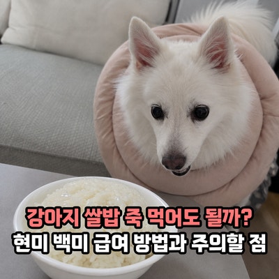 강아지 쌀밥 백미 현미 죽 먹어도 될까? 급여 방법과 주의할 점