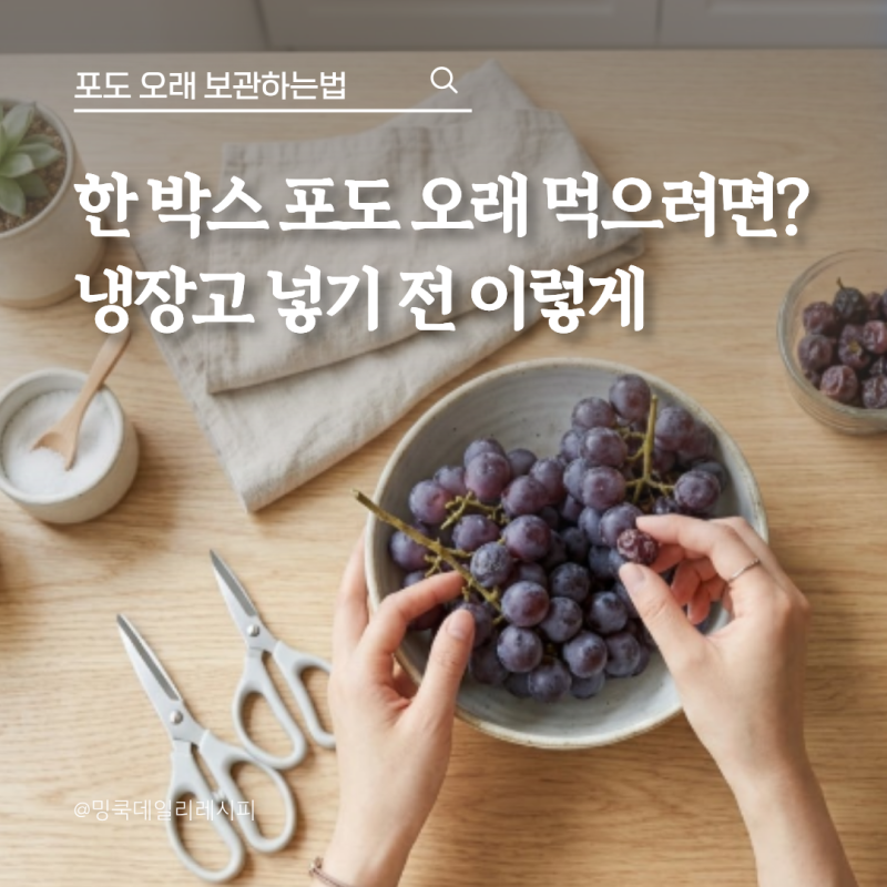 포도 한 박스 금방 무른다면? 오래 보관하는법은 송이 손질부터