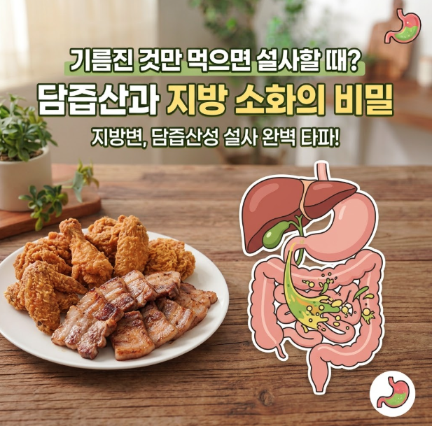 기름진 것만 먹으면 설사할 때? 담즙산과 지방 소화의 비밀