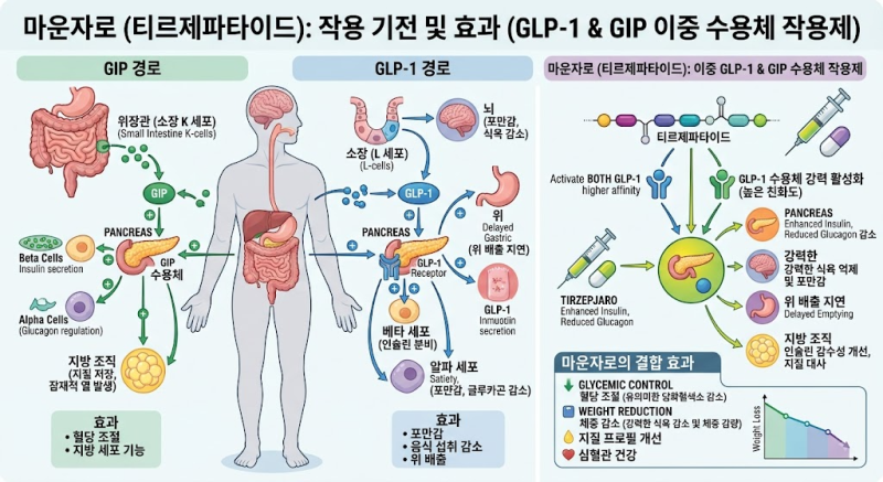 마운자로 효과와 부작용 총정리: 위고비 차이점·처방 기준·국내 가격 가이드
