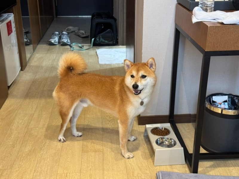 강아지랑 평창&속초 여행, 애견동반여행 코스