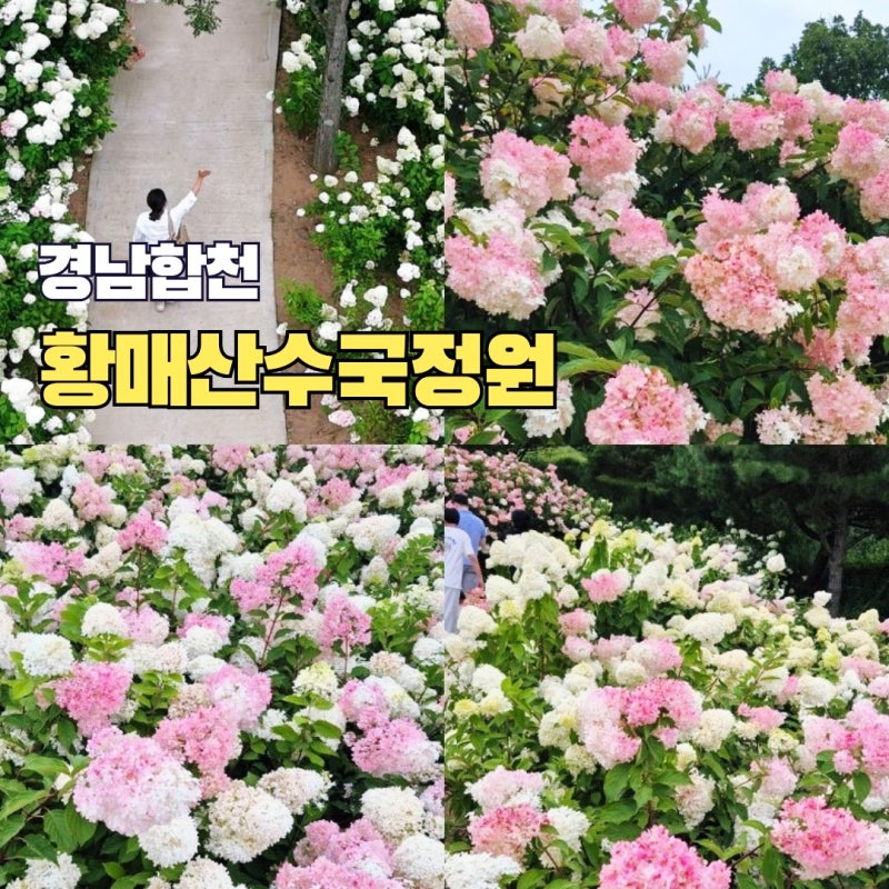 경남 합천 황매산 군립공원 입장료 주차장 수국정원 위치 여름꽃구경 명소
