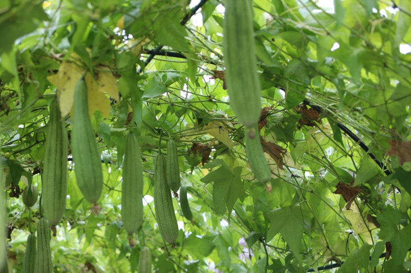 노란 꽃 수세미 꽃말 개화시기 수확 시기 효능 발효액 담기