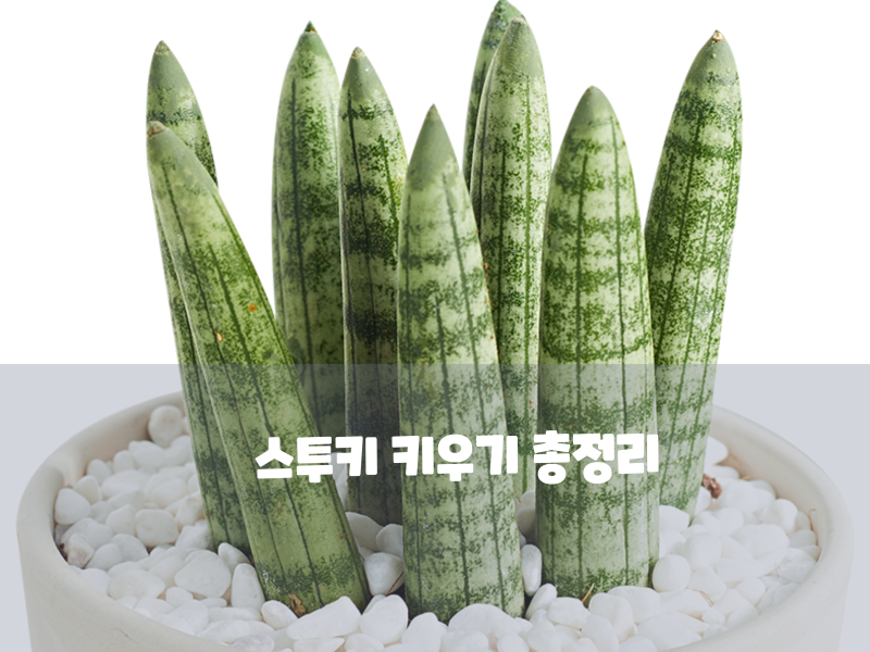 스투키 키우기 총정리! 햇빛, 물주기, 새순 번식 및 분갈이 노하우