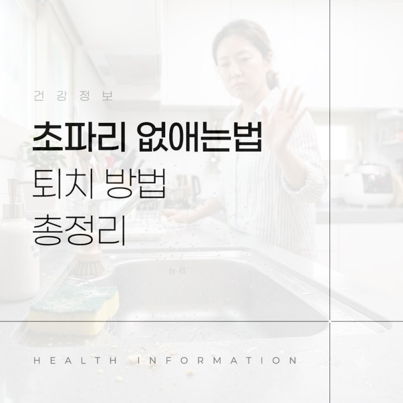 초파리 없애는법 어디서 생길까? 주방 초파리 원인과 퇴치 방법 총정리