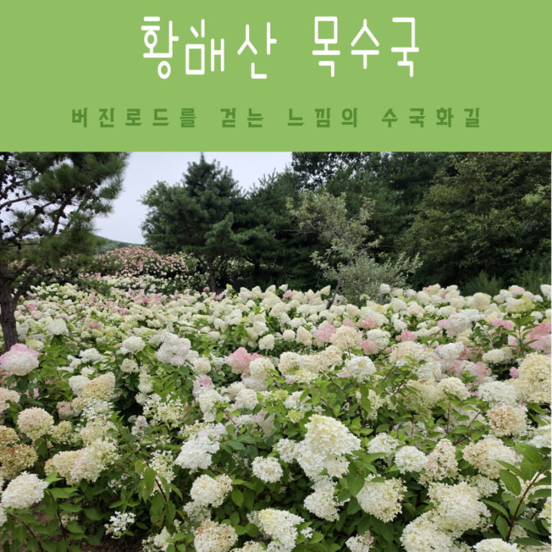 합천 가볼만한곳 황매산 목수국 개화시기 주차장