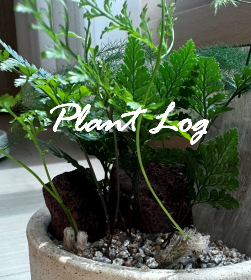 Plant Log #03｜우리집 고사리 삼총사 후마타고사리·무늬보스턴고사리·아디안텀 키우기