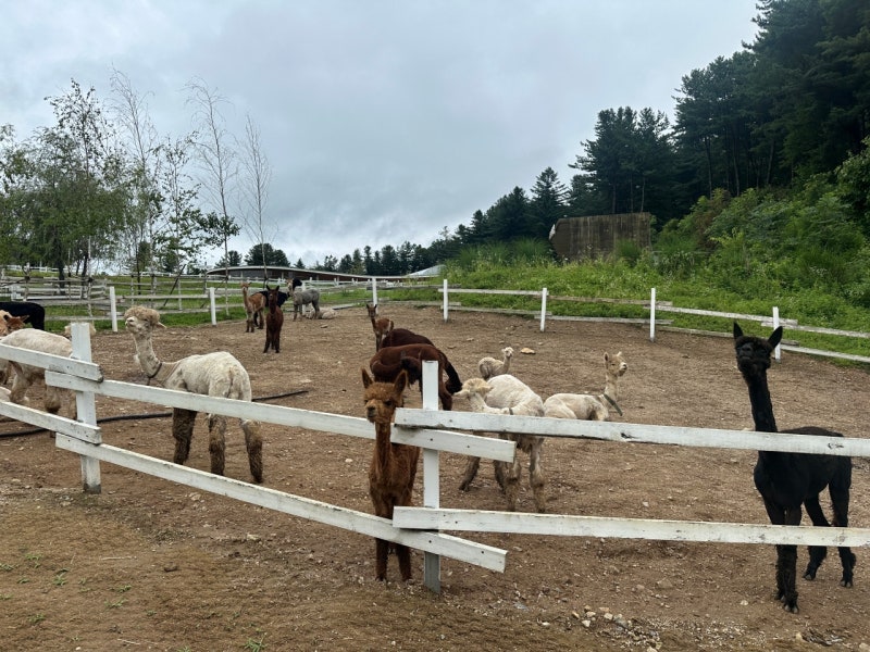Gapyeong Sheep Farm: A Chuseok Destination for Kids | Sheep Feeding Experience and Cafe Review