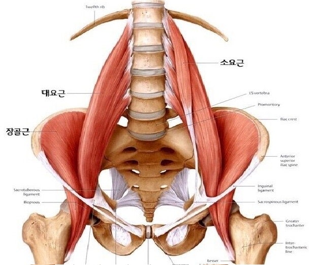 허리 통증 원인? 장요근 통증과 단축 확인법｜스트레칭·강화운동