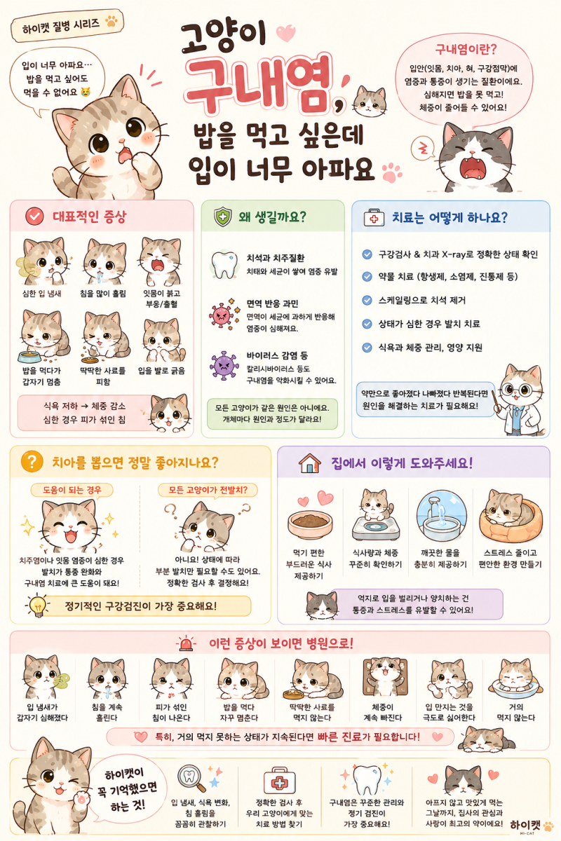24. 우리가 알아야할 고양이질병 여섯번째! 구내염