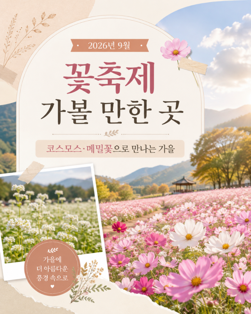 2026년 9월 꽃축제 가볼 만한 곳｜코스모스·백일홍·메밀꽃으로 만나는 가을
