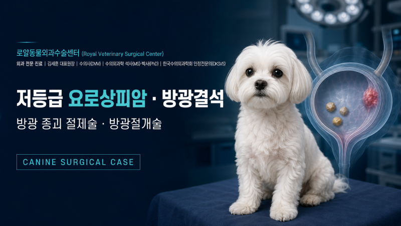 [Case] 강아지 방광암·칼슘옥살레이트 결석｜방광절개술·저등급 요로상피암 절제
