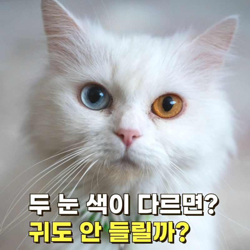 두 눈 색이 다르면 귀도 안 들릴까? 오드아이 고양이눈동자색의 비밀