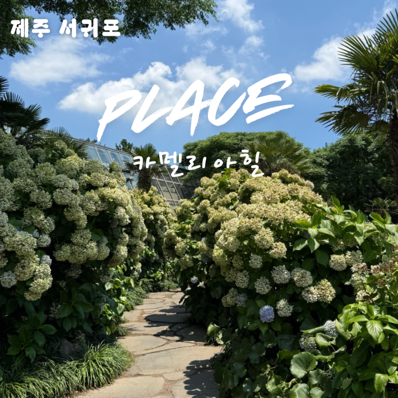 제주 여름 가볼만한곳 여름 카멜리아힐 수국 후기 겨울이 아니어도 예쁜 이유