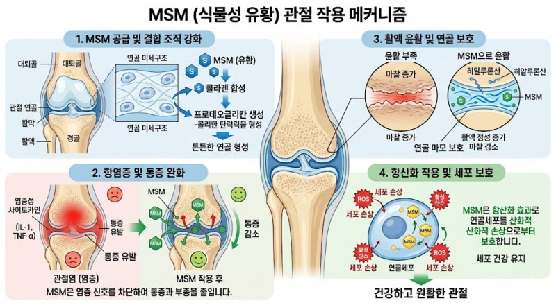 MSM의 작용기전과 관절 건강 효과, 어떻게 작용할까?
