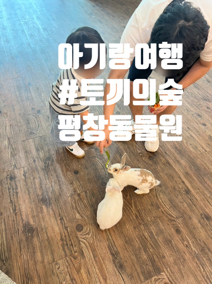 강원도 여행 아이랑 가 볼 만한 곳 평창 동물원 토끼의숲