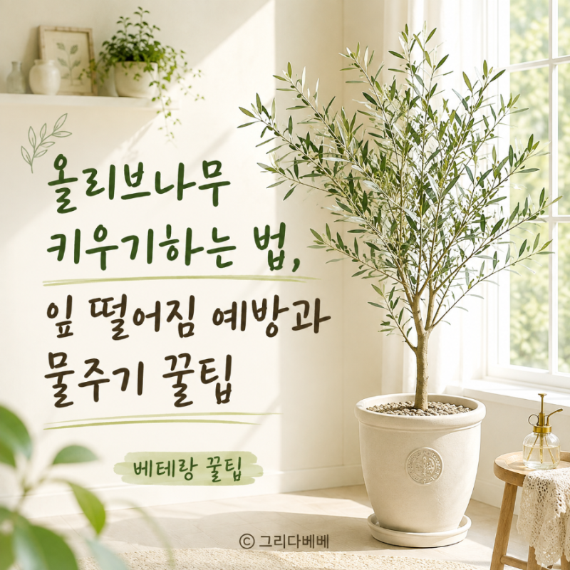 올리브나무 키우기하는 법, 잎 떨어짐 예방과 물주기 꿀팁