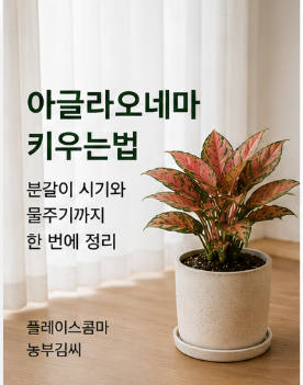 아글라오네마 키우는법｜분갈이 시기와 물주기까지 한 번에 정리 (플레이스콤마)