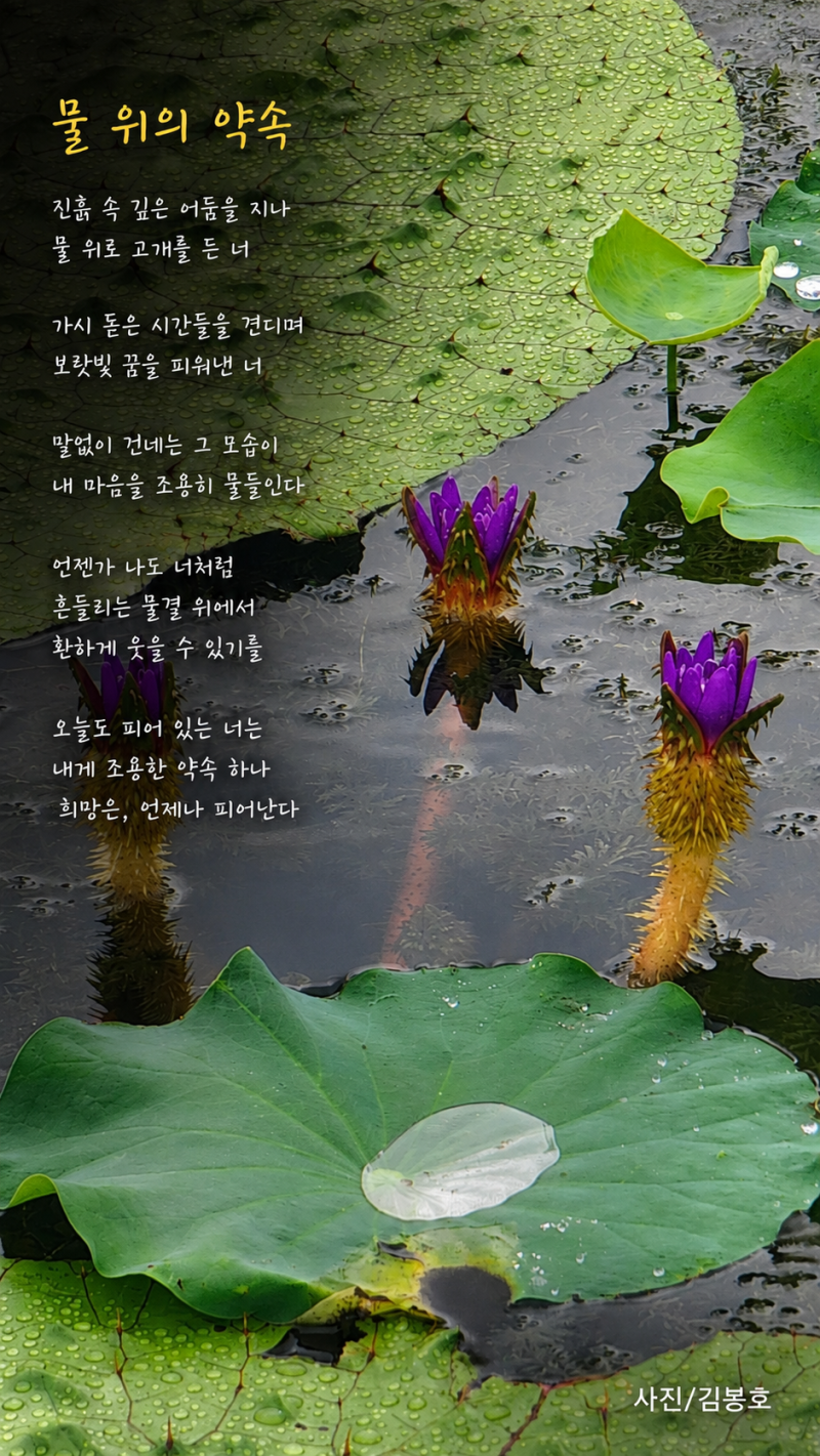 가시연꽃 관곡지