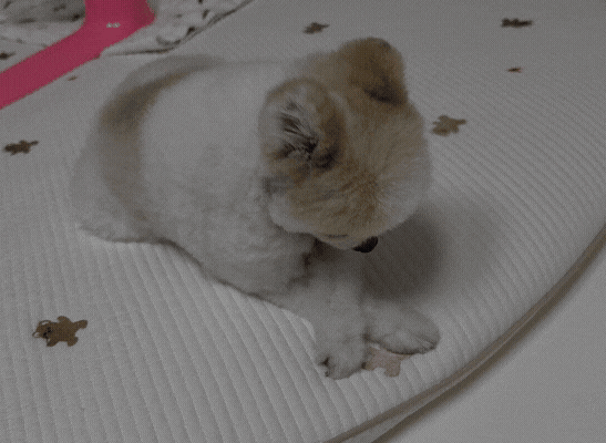 강아지 디스크 증상, 뒷다리 떨림 통증 절뚝거린다면