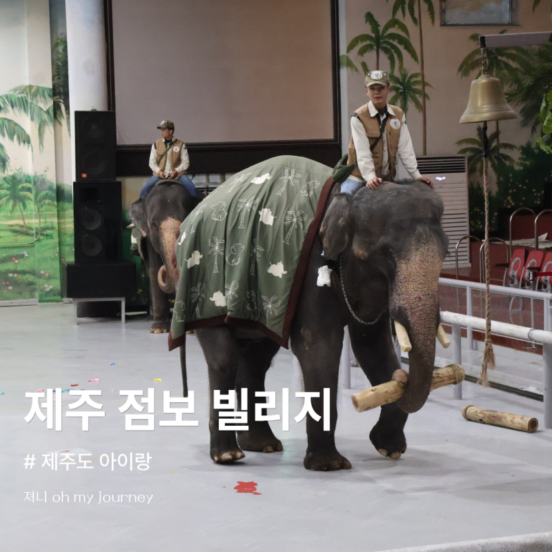 제주도 26개월 아기랑 가기 좋은 점보 빌리지, 서귀포 아이랑 가볼 만한 곳 내돈내산 후기