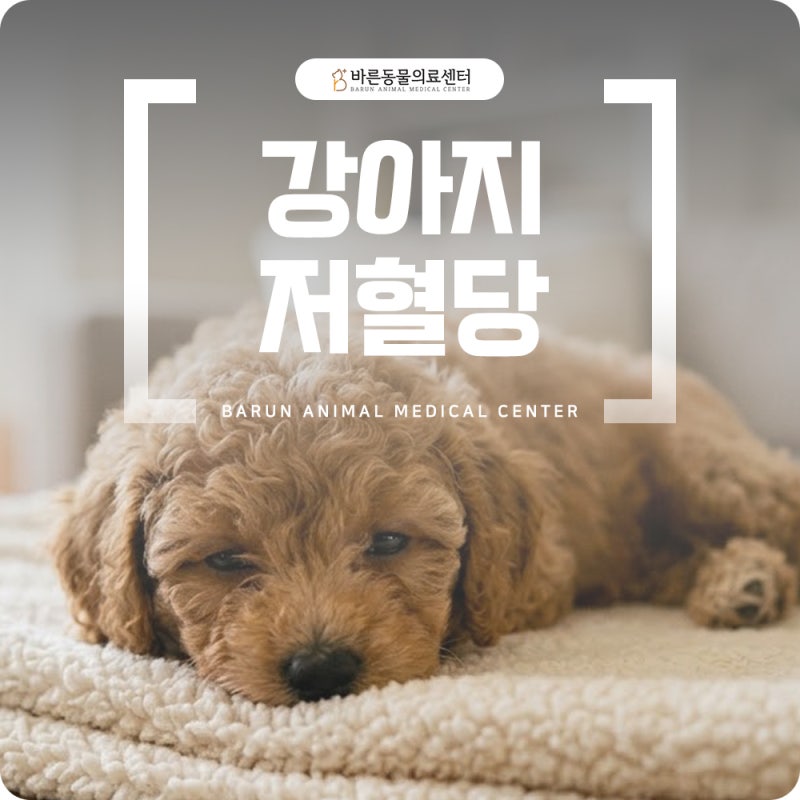 새끼강아지 저혈당 증상, 이렇게 확인하세요
