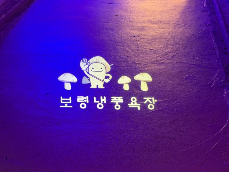 충남 보령 가볼만한곳 대천키조개삼합본점 김가네사골수제비 보령냉풍욕장