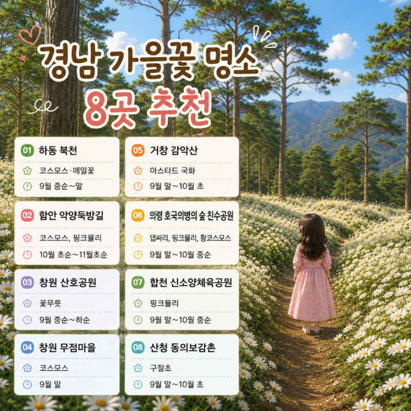 경남 가을 꽃명소 8곳 추천｜코스모스 메밀꽃 댑싸리 핑크뮬리 구절초 가을 여행 총정리