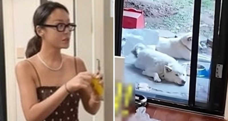 황정음 마당 강아지 두 마리, 폭염 속 그 몇 초가 왜 이렇게 오래갈까?